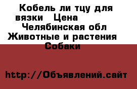 Кобель ли тцу для вязки › Цена ­ 15 000 - Челябинская обл. Животные и растения » Собаки   